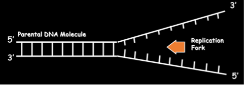 <p>Replication fork – single separated strand of DNA used for DNA replication</p>