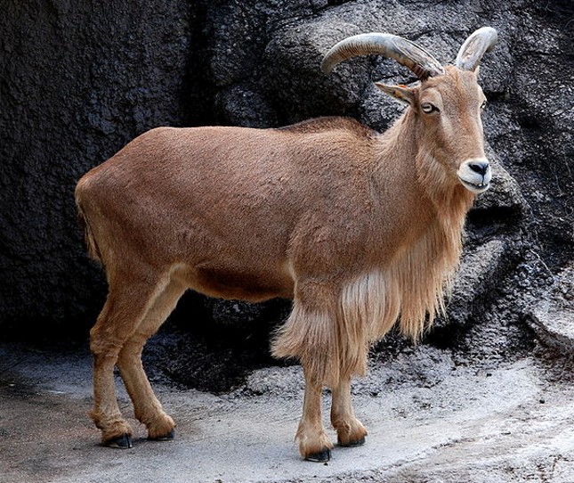 <p>Barbary sheep/Audad </p>