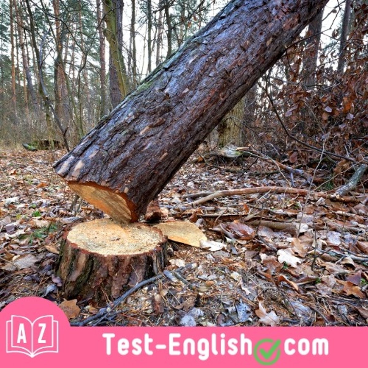 <p>To build the new road, they'll have to _____ many forest trees. (2 words)</p>