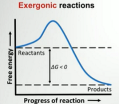 <p>DG is negative</p>