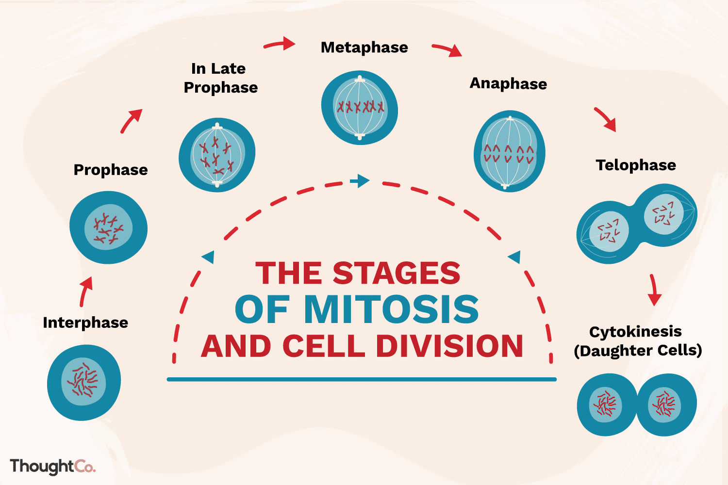 <p><strong>Mitosis</strong> is a form of cell division that occurs during the <strong>growth </strong>and <strong>repair </strong>of cells.&nbsp;A diploid cell (46 chromosomes) divides into two genetically identical daughter cells.</p>