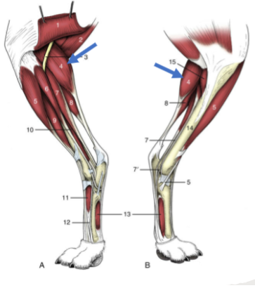 <p>caudal muscle along the tibia/fibula, calf muscle, with 2 head: medial and lateral</p><p>Origin: patella and caudal surface of the distal femur </p><p>Insertion: calcaneus via the Achilles tendon</p><p>Action: extend the hock</p>
