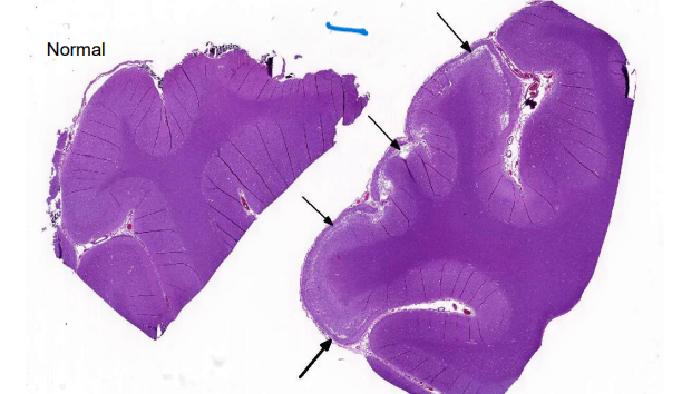 <p>What is this? Give Disease diagnosis and possible cause</p>