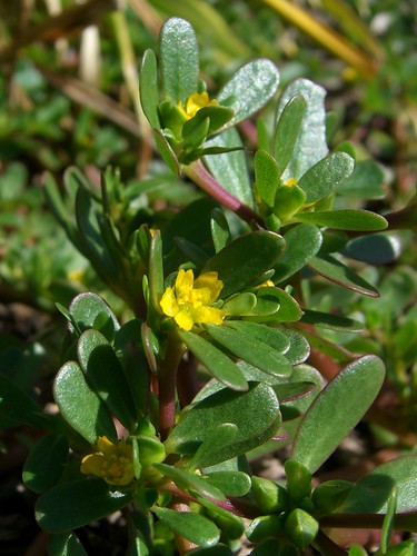 <p>Purslane (Portulacaceae)</p>