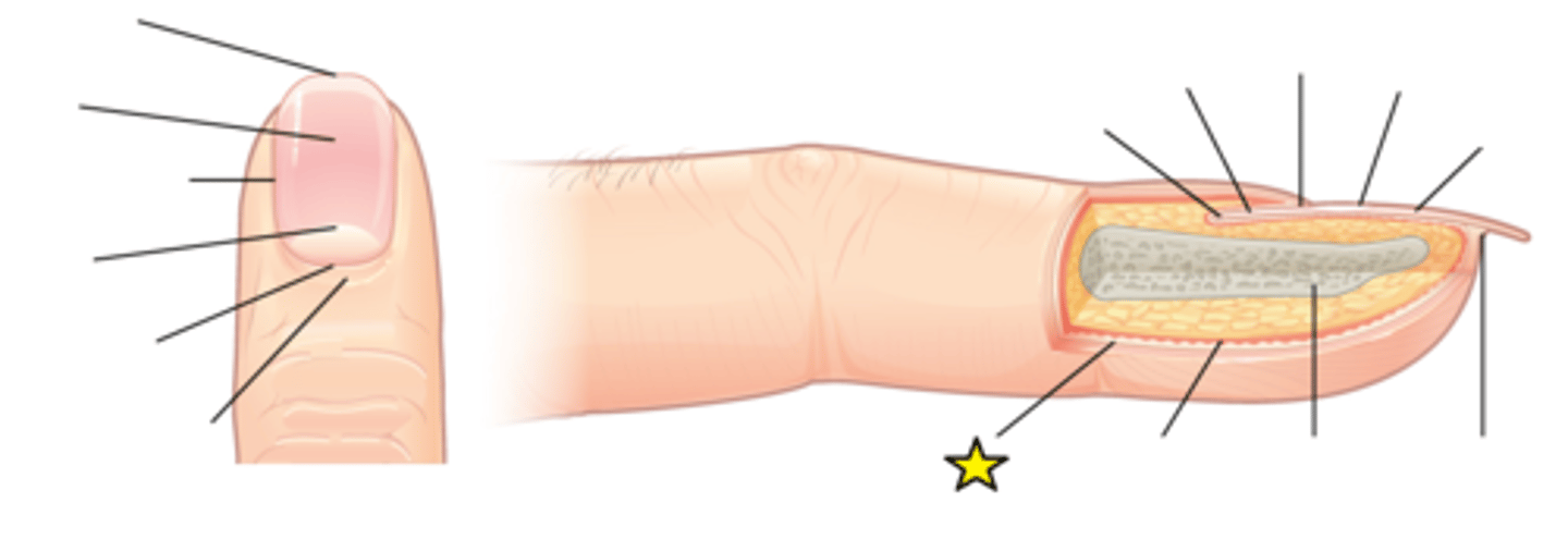 <p>Part of the body has evolved a specialized structure upon which nails can form.</p>
