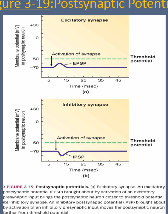 <p><span style="font-family: &quot;Times New Roman&quot;; line-height: normal; font-size: 7pt;"><strong>&nbsp;&nbsp; </strong></span><span><strong>Signal transduction mechanisms at synapses:</strong></span></p><p class="MsoNormal"><span>&nbsp;</span></p><p class="MsoNormal"><span>1)</span><span style="font-family: &quot;Times New Roman&quot;; line-height: normal; font-size: 7pt;">&nbsp;&nbsp;&nbsp;&nbsp;&nbsp;&nbsp;&nbsp;&nbsp;&nbsp;&nbsp;&nbsp;&nbsp;&nbsp; </span><span>&nbsp;&nbsp;Excitatory synapses</span></p><p class="MsoNormal"><span>2)</span><span style="font-family: &quot;Times New Roman&quot;; line-height: normal; font-size: 7pt;">&nbsp;&nbsp;&nbsp;&nbsp;&nbsp;&nbsp;&nbsp;&nbsp;&nbsp;&nbsp;&nbsp;&nbsp;&nbsp; </span><span>&nbsp;&nbsp;Inhibitory synapses</span></p><p class="MsoNormal"><span>3)</span><span style="font-family: &quot;Times New Roman&quot;; line-height: normal; font-size: 7pt;">&nbsp;&nbsp;&nbsp;&nbsp;&nbsp;&nbsp;&nbsp;&nbsp;&nbsp;&nbsp;&nbsp;&nbsp;&nbsp; </span><span>&nbsp;&nbsp;Synaptic delay</span></p><p class="MsoNormal"><span>&nbsp;</span></p>