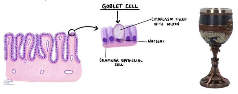 <p>Mucous secreting cells found in the epithelium </p>