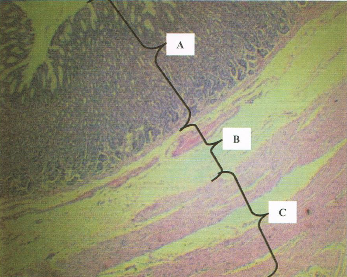 <p>Identify the structure</p>
