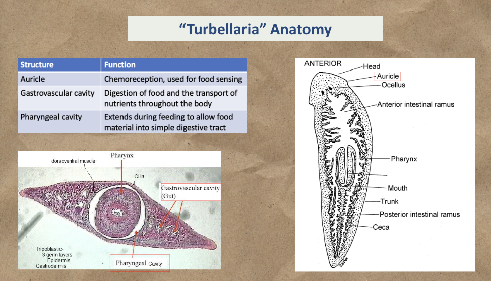 <p>Study the diagram</p>