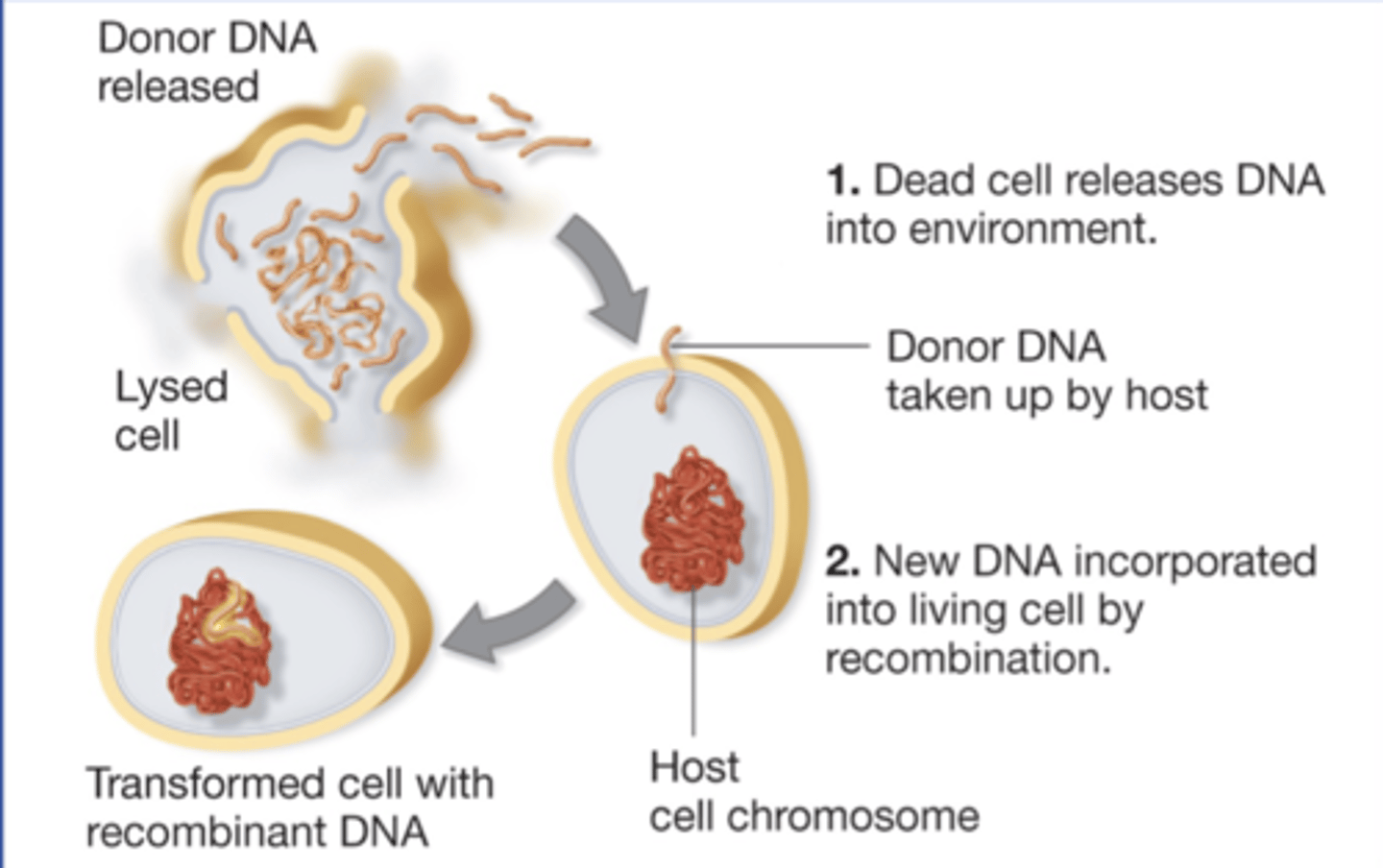 <p>recipients whose genotype + phenotypes are changed by</p><p>transformation</p>