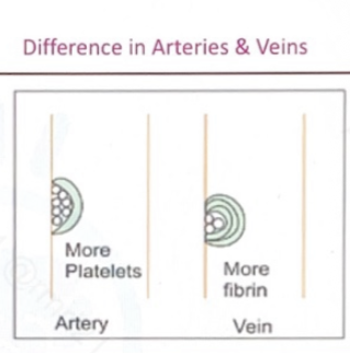 Arteries have more platelets while veins have more fibrin