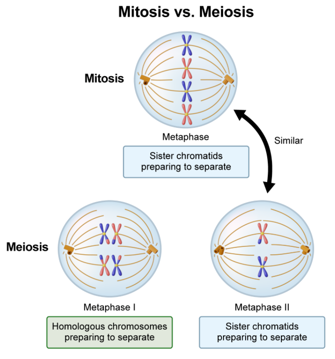 <p><strong>D. mitotic metaphase and meiotic metaphase II | </strong>both stages involve a single-file line of chromosomes compromising two siser chromatics along the metaphase plate</p>