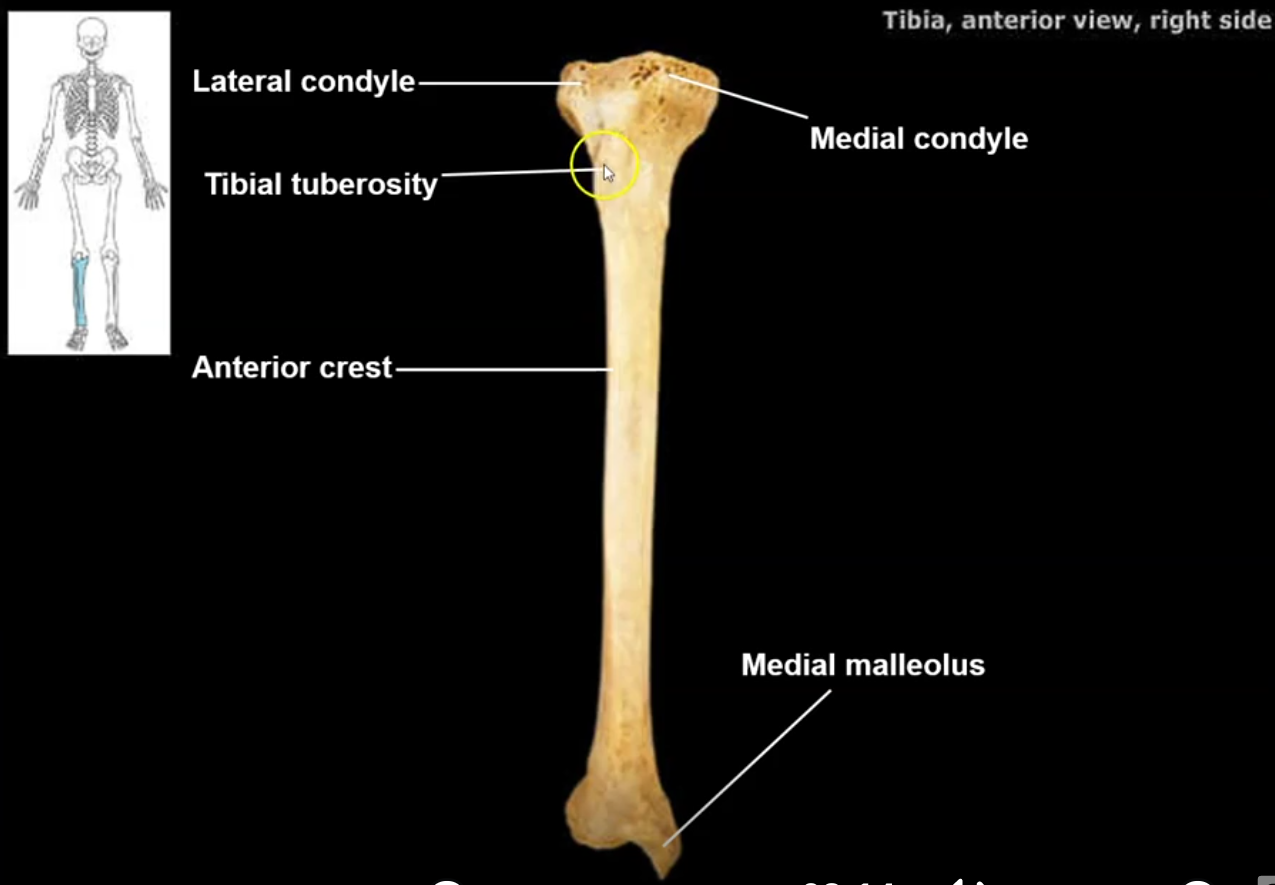 <p>ligaments holding the patella in place attach to the tibial tuberosity</p>