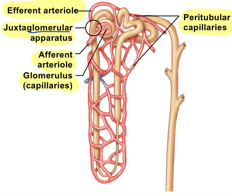 <p>what type of nephron is this?</p>