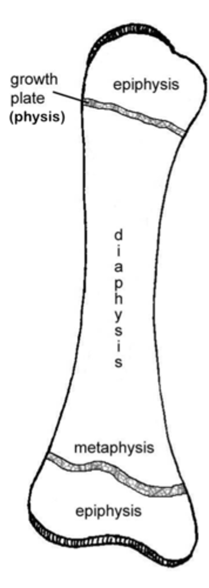 <p>Epiphysis, Diaphysis, growth plate aka Metaphysis</p>