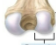 <ul><li><p>A processes that form joints</p></li><li><p>A large round projection that forms joints</p></li></ul><p></p>