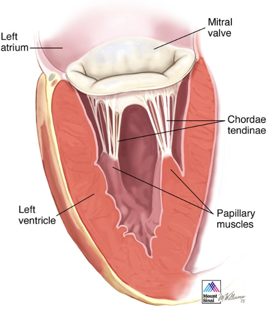 <p>these are bands of fibrous tissue in the ventricles that can be tightened by papillary muscles, and prevent the AV valves from being pushed inside out into the atria when the ventricles are contracted</p>