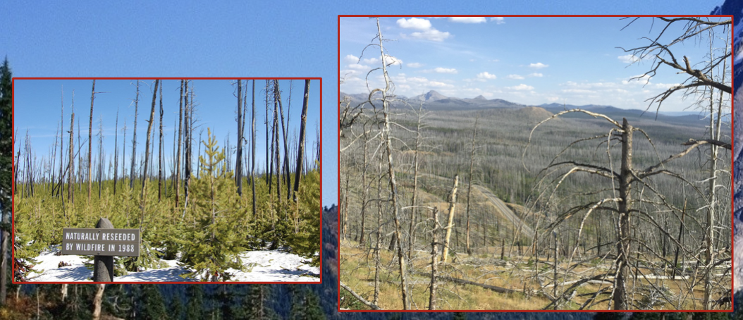 The fires of 1988 revitalized ecosystems in the park.

* Officials remain committed to the natural-burn policy today; this is a common policy in national parks 