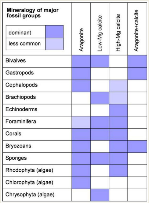 <p>Secreted by many different calcareous organisms, less stable than low mag calcite (susceptible to dissolution)</p>
