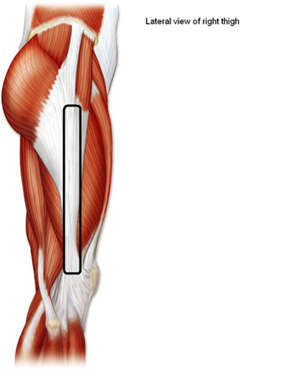 <p>Band of longitudinal fibers on lateral side of fascia lata, connects distally to the lateral condyle of tibia</p>