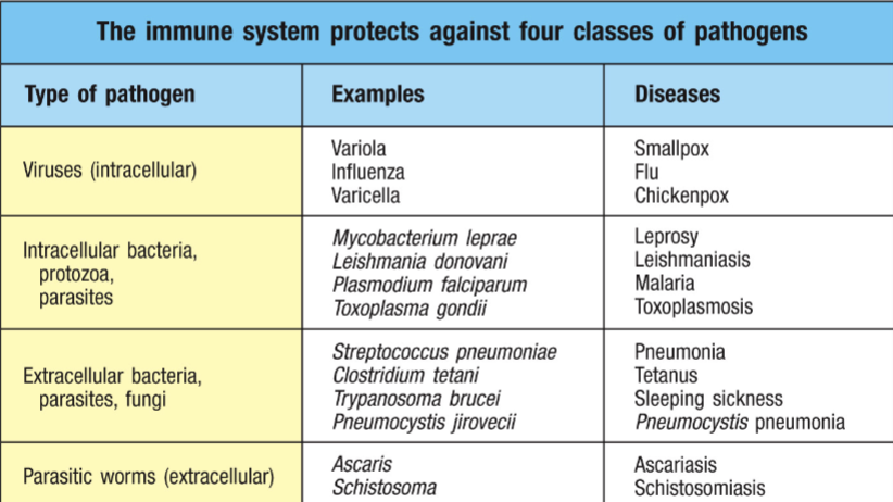 <p>viruses, intracellular bacteria, extracellular bacteria, and parasitic worms </p>