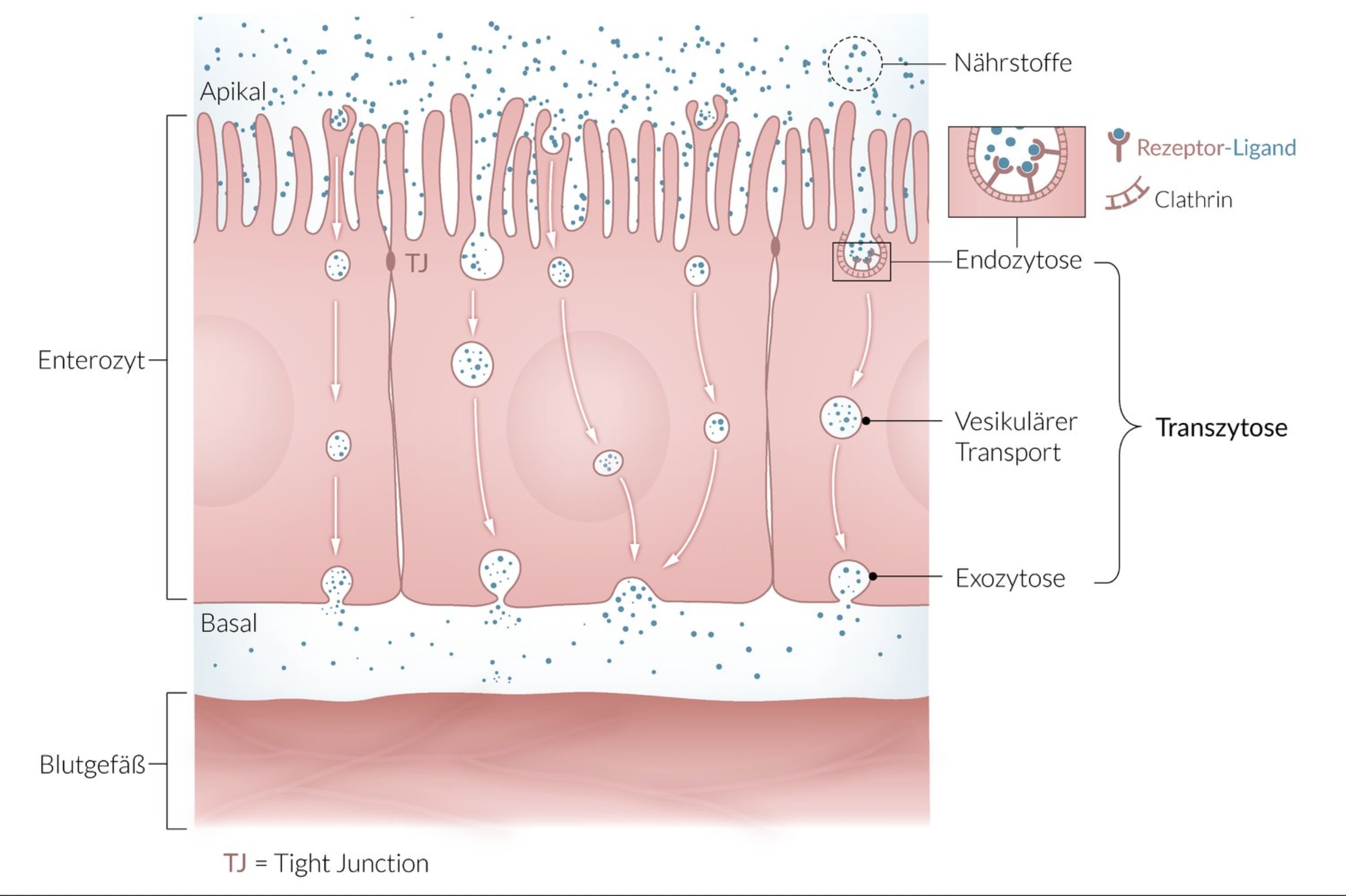 <p>E. Transcytosis</p>