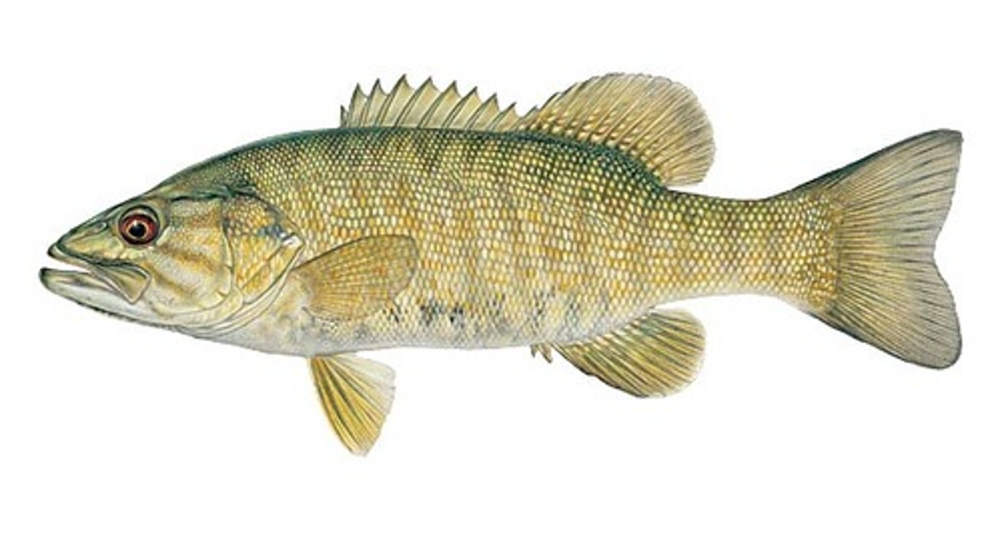 <p>shallow, rocky, vegetated habitats, prefers flowing water, eats invertebrates</p>