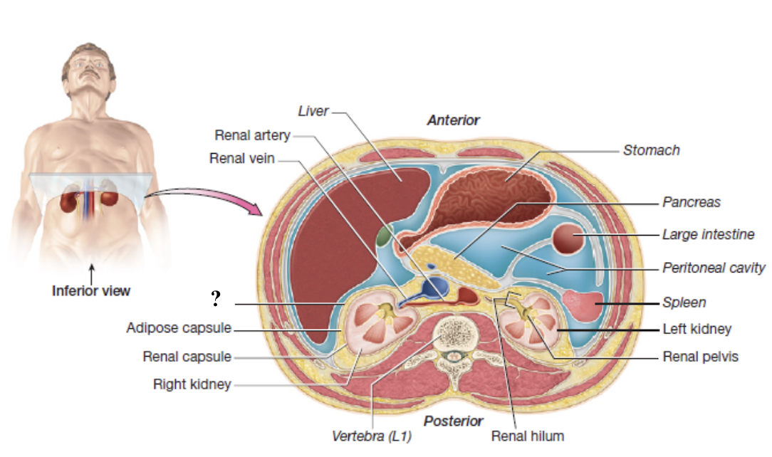 <p>superficial layer of dense irregular collagenous connective tissue</p><ul><li><p>anchors the kidneys to the posterior abdominal wall and the peritoneum </p></li></ul><p></p>