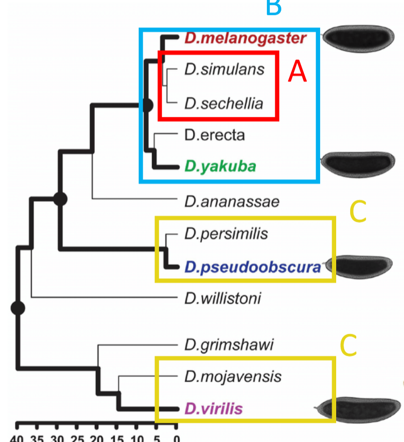 <p><span style="font-size: calc(var(--scale-factor)*21.96px)">clade (monophyletic group)</span></p>