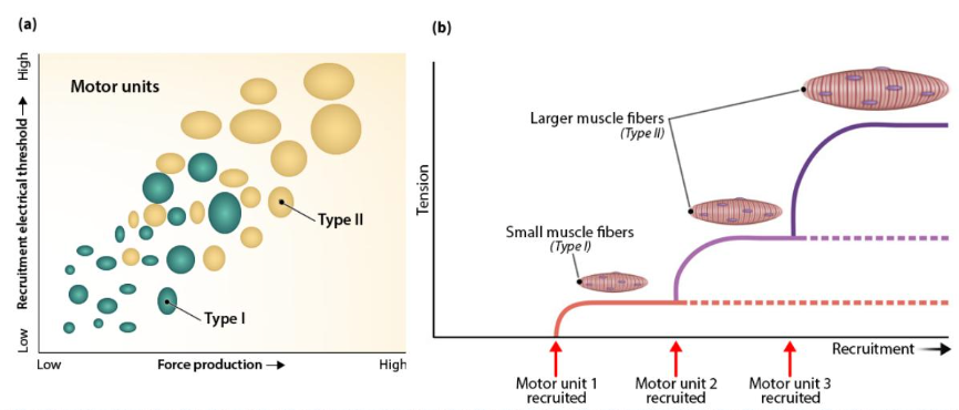 recruit motor units asynchronously (consistently switching between motor units)