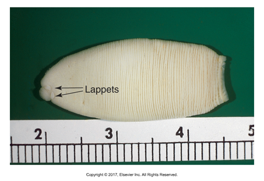 <ul><li><p>A. perfoliata, A. magna, Paranoplocepha mamillana​</p></li><li><p>Found in: Worldwide​</p></li><li><p>Intermediate host: Grain mites​</p></li><li><p>Unarmed scolex</p></li><li><p>Cause of infection: Ingestion of mites​</p></li><li><p>Unique morphology: unarmed oblong scolex, two round lappets behind each of the four suckers, only one pair of reproductive organs per glottid​</p></li><li><p>Pyriform apparatus in egg with one or more flattened sides</p></li></ul><p></p>