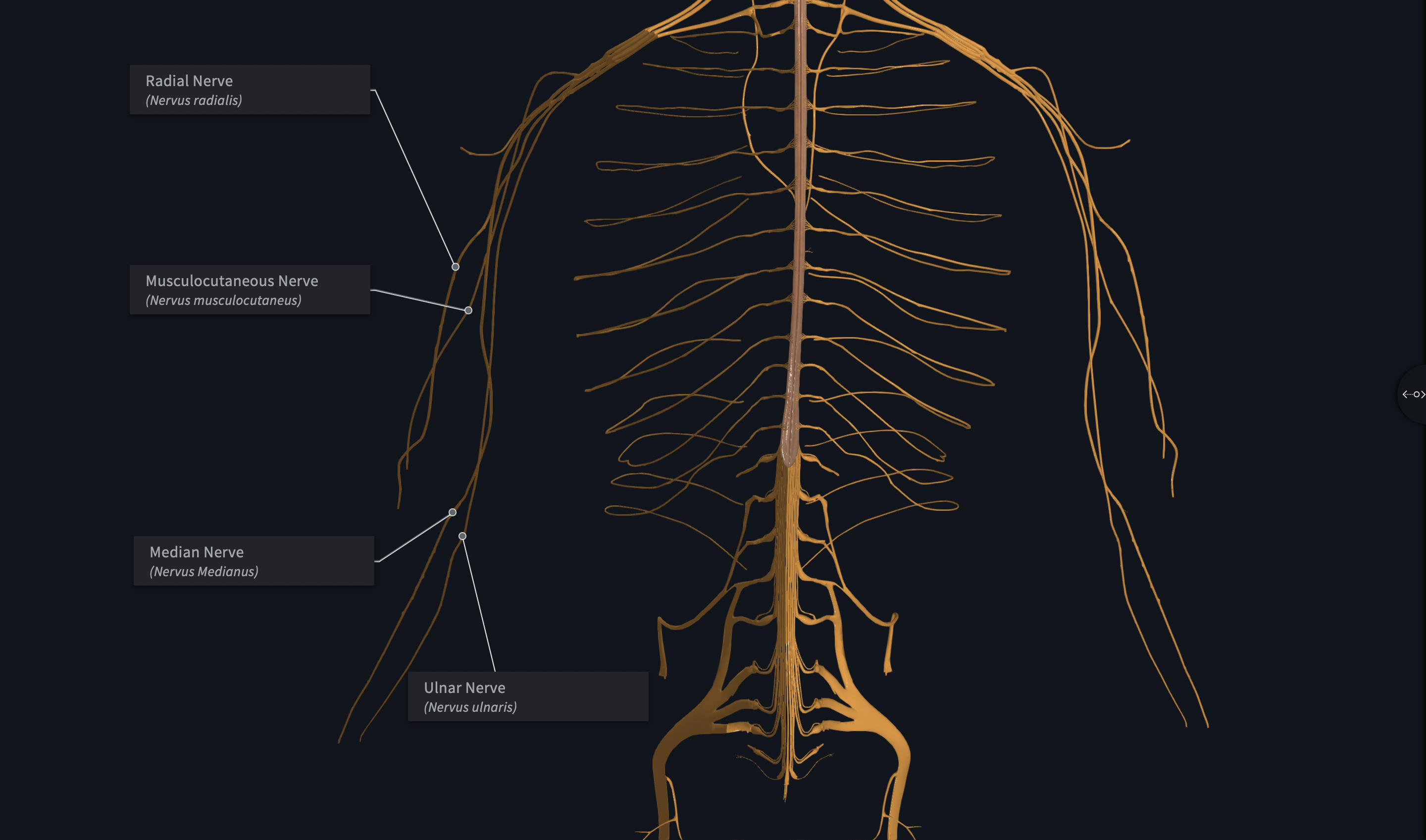 <p>Major Branches of which Plexus?</p><ul><li><p>Musculocutaneous Nerves</p></li><li><p>Median Nerves</p></li><li><p>Ulnar Nerves</p></li><li><p>Axillary Nerves</p></li><li><p>Radial Nerves</p></li></ul>