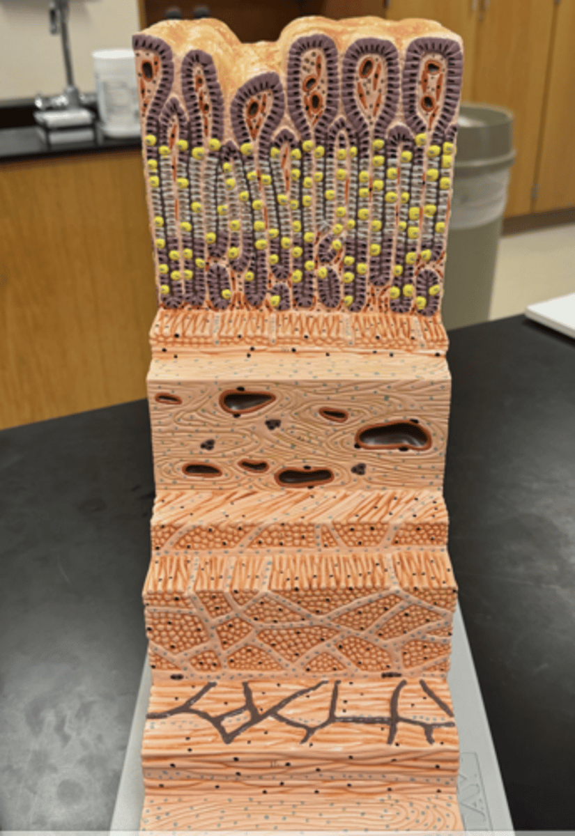 <p>what is this a model of?</p>