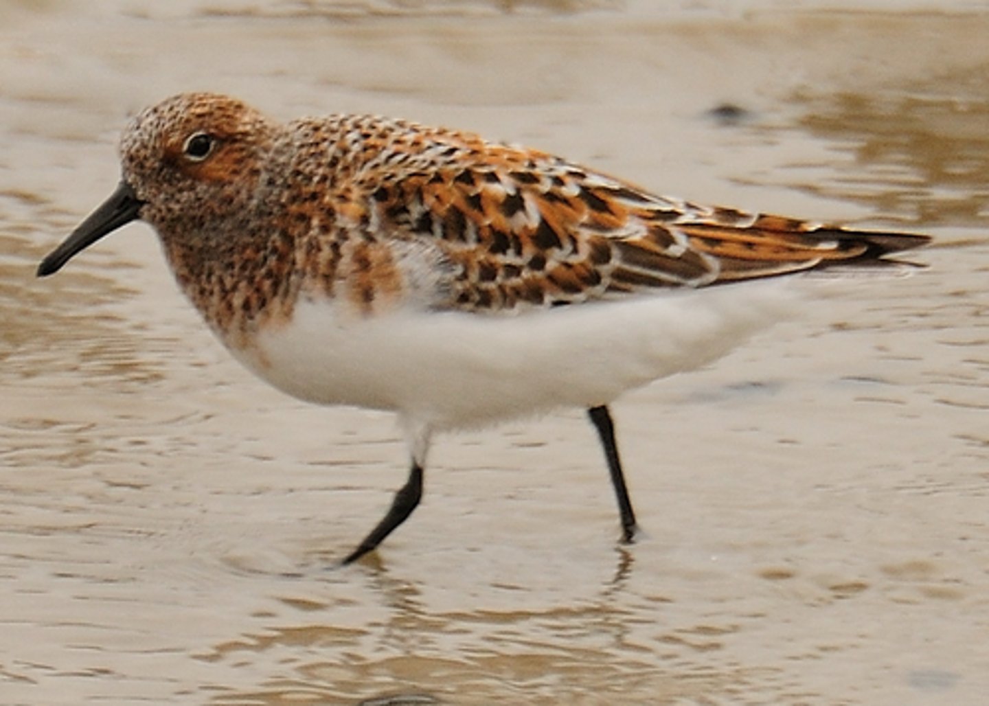 <p>Charadriiformes</p><p>Scolopacidae</p>