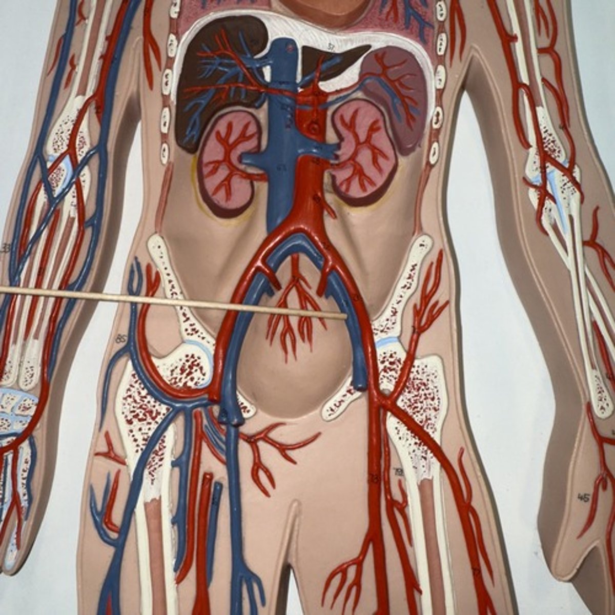 <p>Identify the structure.</p>