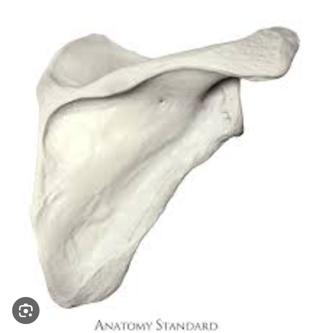 <p>What bone is this? (Appendicular)</p>