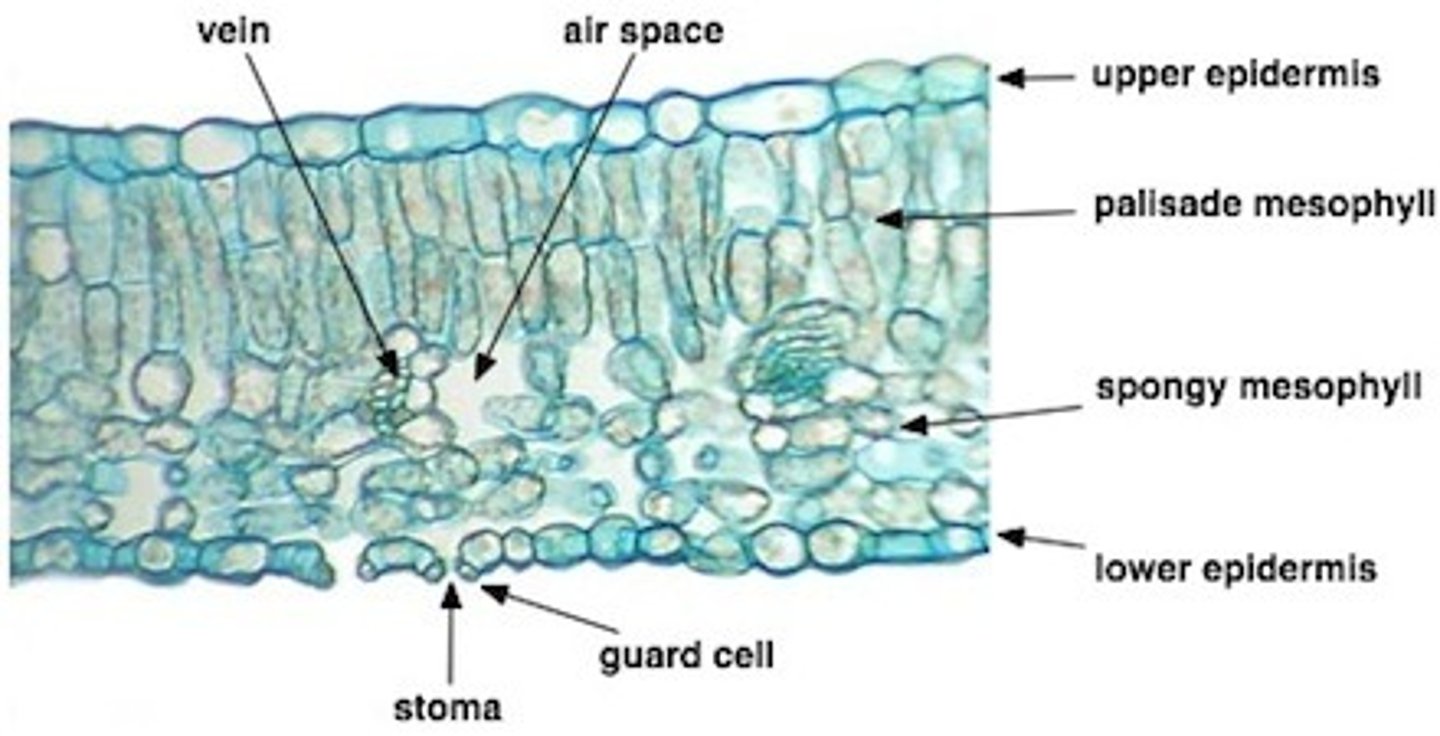 knowt flashcard image
