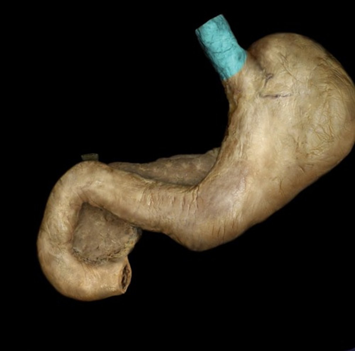 knowt flashcard image