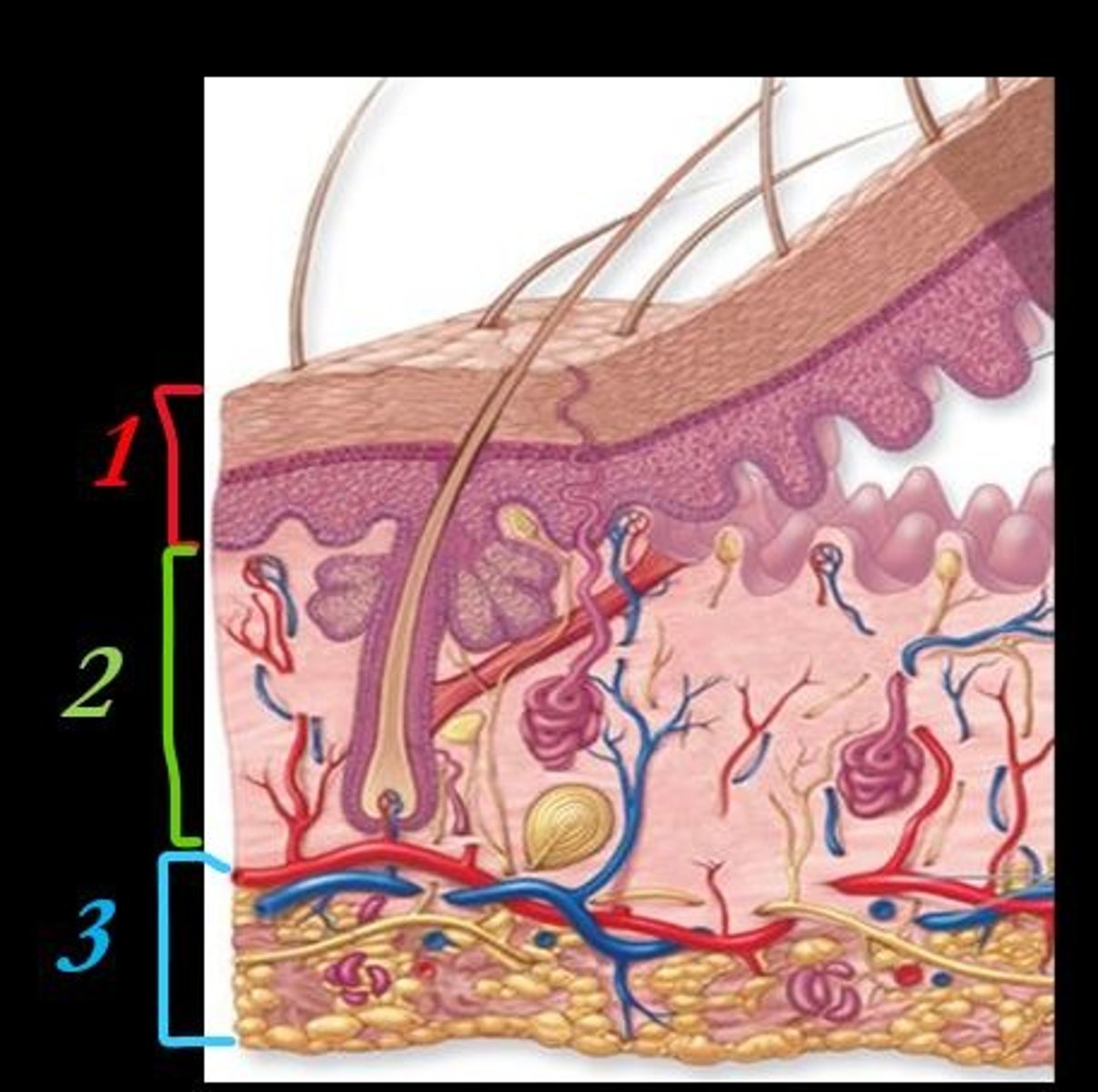 <p>What is the name of the skin layer indicated by number 1 on the diagram?</p>