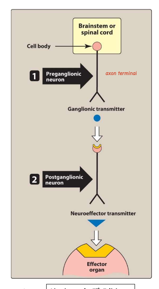 <p><span style="color: blue;">Preganglionic neuron: </span>The cell body is located <strong>within the CNS</strong>. These neurons emerge from the <strong>brainstem or spinal cord</strong> and synapse in <strong>autonomic ganglia</strong>. <span><span>The ganglia function as relay stations between the preganglionic neuron and the postganglionic neuron.</span></span></p><p></p><p><span style="color: blue;"><strong>Postganglionic neuron</strong>: </span>The cell body originates <strong>in the ganglion</strong>, is generally <strong>nonmyelinated</strong>, and terminates on <strong>effector organs such as visceral smooth muscle, cardiac muscle, and exocrine glands</strong></p><p></p>
