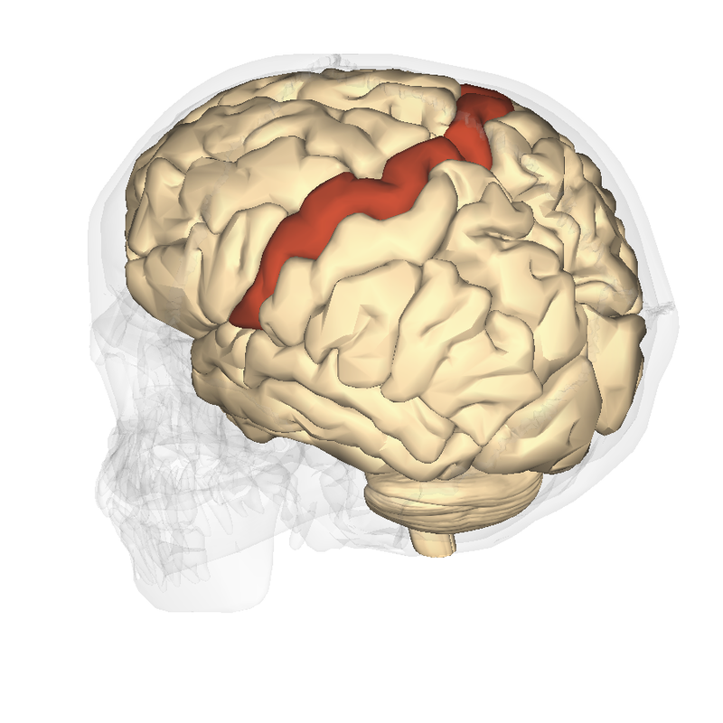 <p>Location of the primary motor cortex</p>