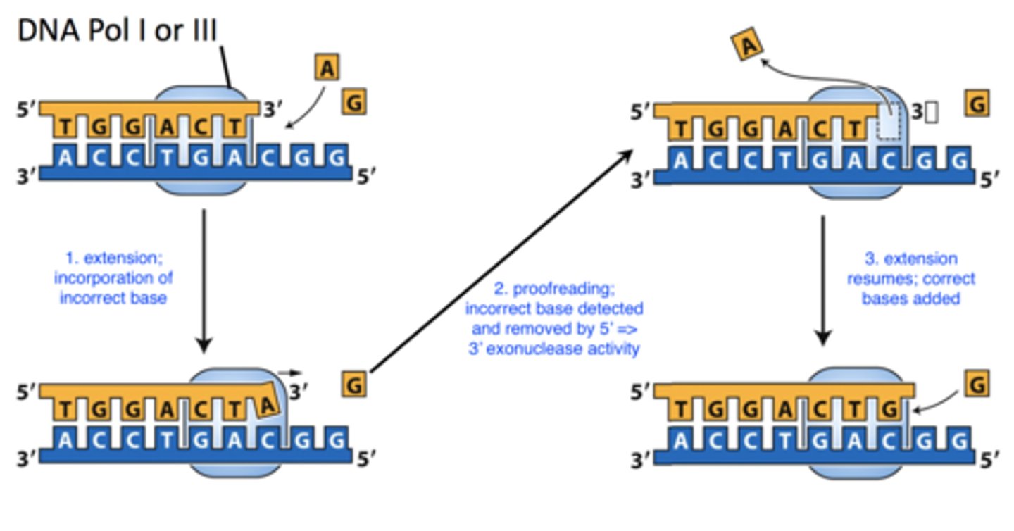 <p>- removes mispaired bases during replication<br>- <b>DNA Pol I or III</b><br>-- both have 5' =&gt; 3' exonuclease activity</p>