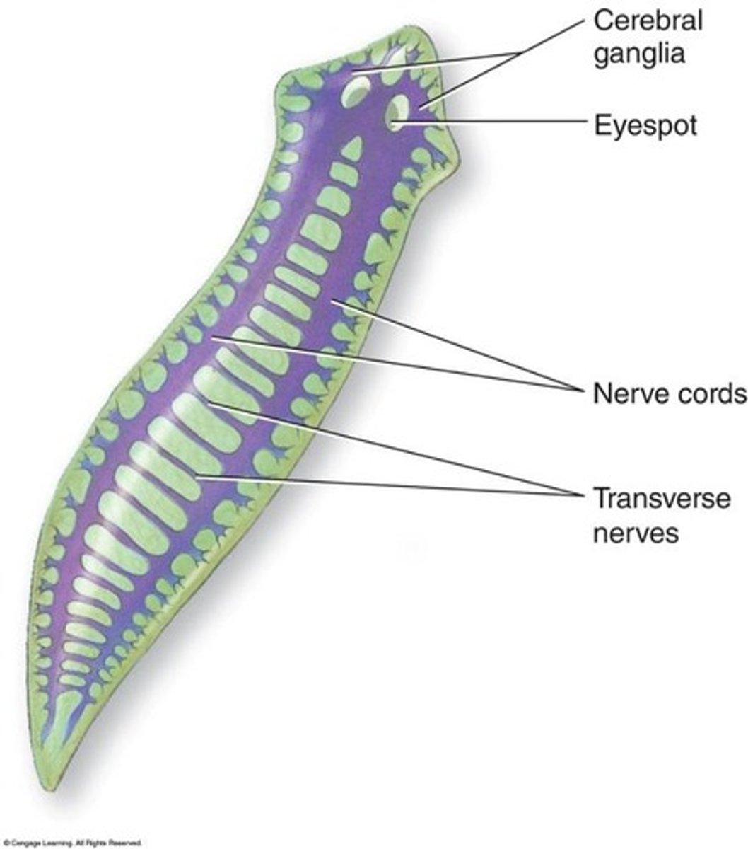 <p>interconnected neurons, no central control point</p><p>movement and response to stimuli</p><p>response from multiple directions, bidirectional</p>