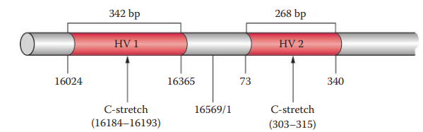 Hypervariable regions of the D-loop in mtDNA (with nucleotide positions).