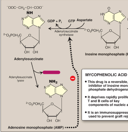 <p>Name this section of AMP synthesis.</p>