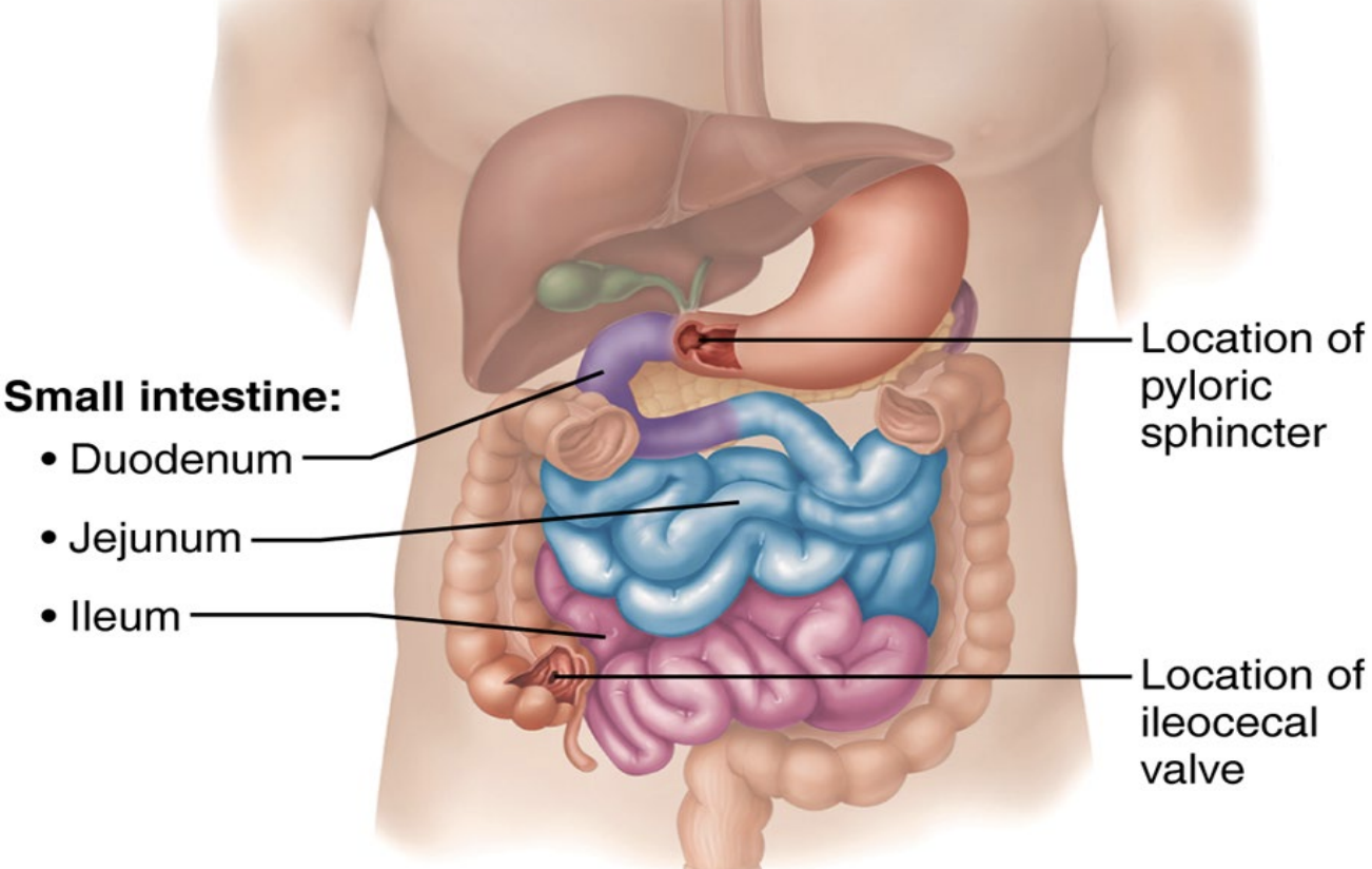 <p>3 segments:</p><ol><li><p><strong><em><u>Duodenum</u></em></strong></p><ul><li><p>In contact with the pancreas, which releases ions that neutralise stomach acid</p></li><li><p>Right upper quadrant</p></li></ul></li><li><p><strong><em><u>Jejunum</u></em></strong></p><ul><li><p>Mobile structure, found in all quadrants</p></li></ul></li><li><p><strong><em><u>Ileum</u></em></strong></p><ul><li><p>Mobile structure, found in all quadrants</p></li></ul></li><li><p>Ileocecal valve into the large intestine</p></li></ol><p></p>