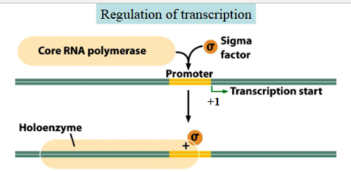 <ul><li><p>Every gene = RNA coding region</p></li><li><p>Regulatory regions are not transcribed&nbsp;</p></li><li><p>transcription factors are DNA-binding proteins that recognize specific sequences within the regulatory region(s) near a gene and either activate or repress it&nbsp;</p></li></ul><p>In bacteria the sigma factor helps core RNA polymerase bind to the promoter and start transcription at +1 forming the holoenzyme&nbsp;</p>