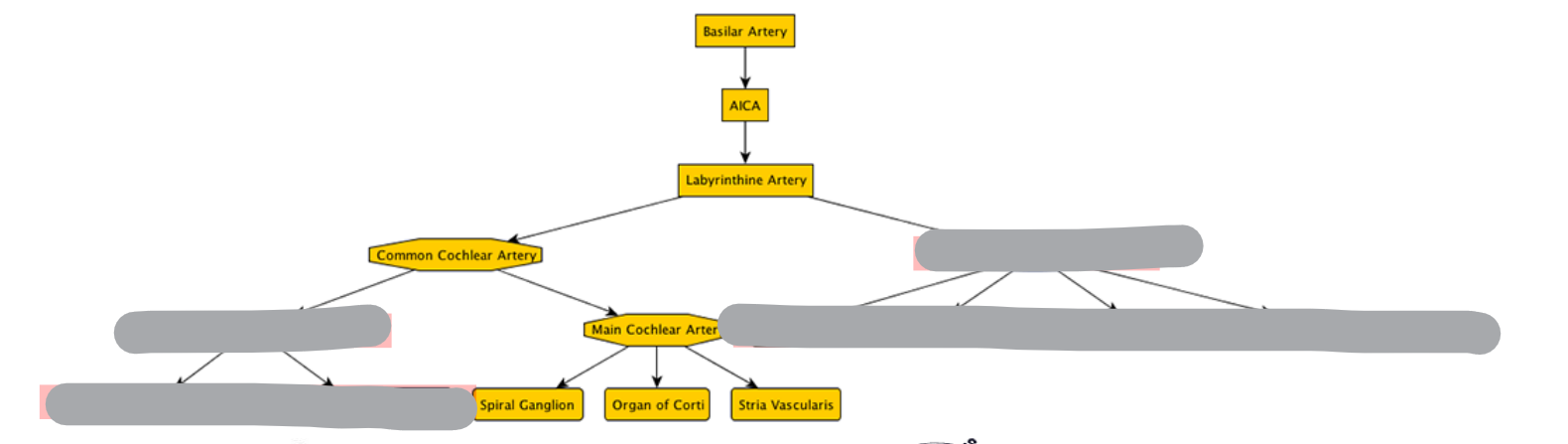 <p>BLOEDVOORZIENING</p>