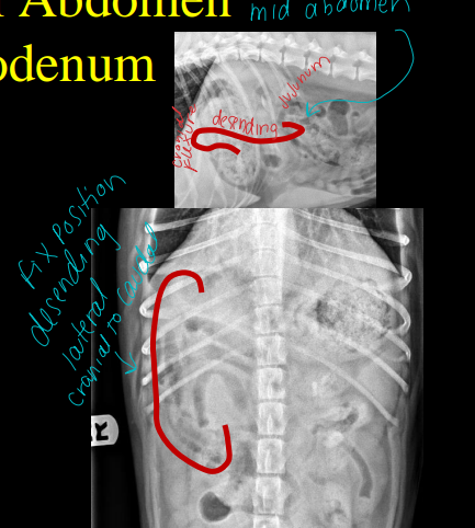 <ul><li><p>Uniform diameter “Lazy loops”</p><ul><li><p><strong>&lt;height lumbar vertebral body</strong></p></li></ul></li><li><p>contains fluid and gas</p></li><li><p><strong><u>5 distinct layers alternating in opacity</u></strong></p><ul><li><p>Serosal, Submucosal, and mucosal surface: hyperechoic</p></li><li><p>Muscularis propria and mucosa: hypoechoic</p></li></ul></li><li><p><strong>2-3 mm thick, 5 waves/minute</strong></p></li><li><p><strong>Duodenum</strong></p><ul><li><p>Uniform diameter</p><ul><li><p><strong><u>&lt;height lumbar vertebral body</u></strong></p></li><li><p><strong>cant evaluate wall thickness on x-ray</strong></p></li></ul></li><li><p><strong>easy to find, other parts arnt</strong></p></li><li><p>Dogs: right lateral</p></li><li><p>Cats: midline</p></li></ul></li></ul><p></p>