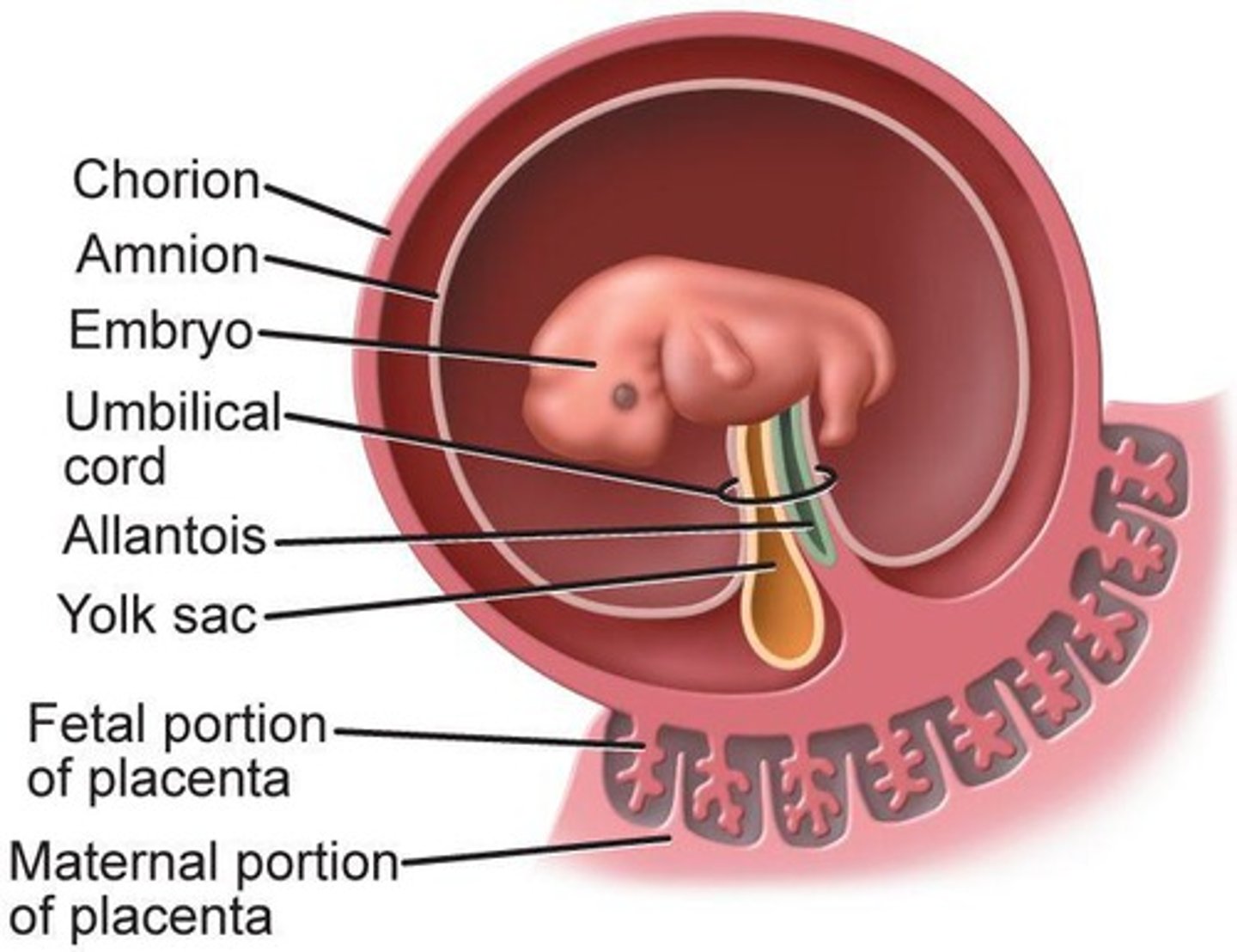 <p>Four membranes supporting embryo development.</p>